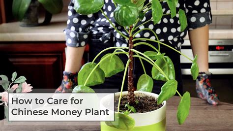 money plant 777|How to Care for a Chinese Money Plant .